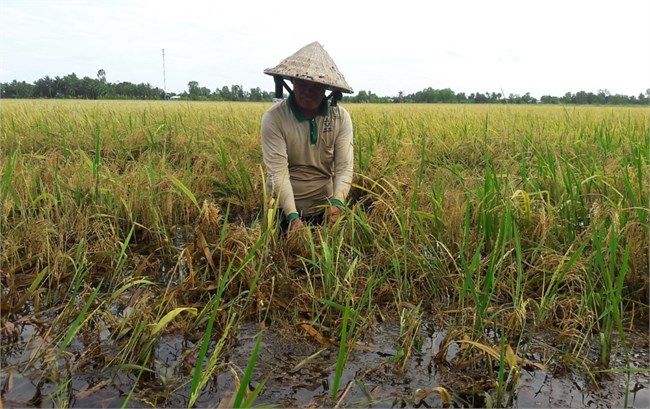 Cà Mau: Thiệt hại gần 2.800 ha lúa Hè - Thu vì mưa dông (23/7/2022)